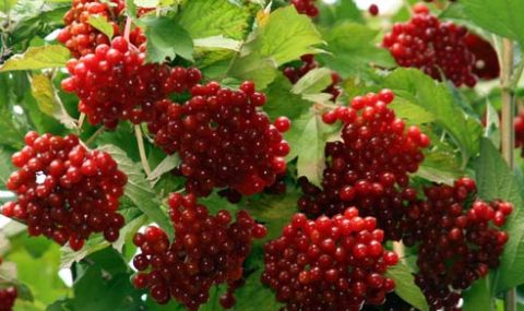 Затвориха кримското кафене, където се пееше 'Червона калина' - 1