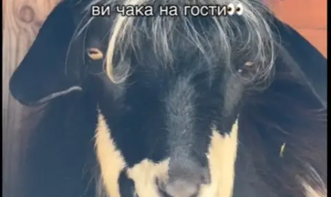 "Най-красивият пръч" живее на 15 минути от София (ВИДЕО) - 1