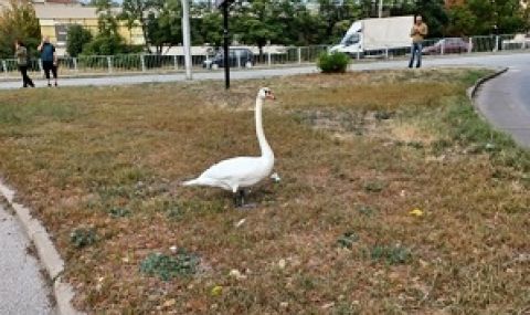 Лебед се разходи между колите в Пловдив, спасиха го - 1
