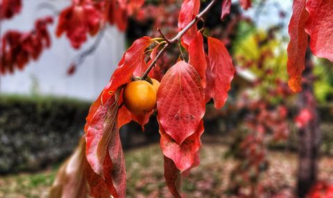Времето днес, прогноза за вторник, 31 октомври: Краткотрайни мъгли, южен вятър, облачността се увеличава - 1