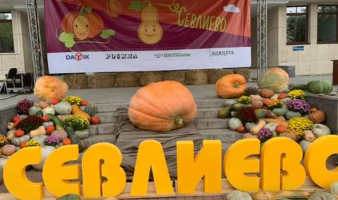 300-килограмова тиква удивлява всички на празниците в Севлиево - 1