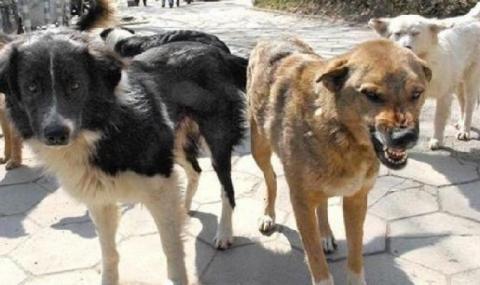 Бездомно куче нахапа 11-годишно момиче в Кубрат - 1