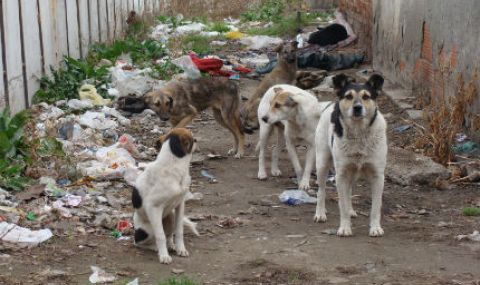 Бездомни кучета нахапаха жена в Мездра - 1