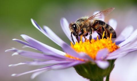 Пчела уби 30-годишен мъж в Мизия - 1