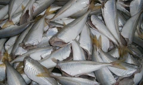 Черно море завря от риба, цените паднаха - 1