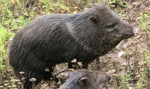 Популацията на дивата свиня е намаляла повече от два пъти  за месеци - 1