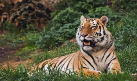 Зоопарк в Лайпциг бе принуден да евтаназира три новородени амурски тигърчета - 1