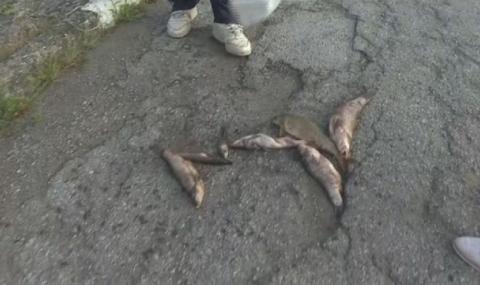 Тонове мъртва риба бяха открити в река Искър - 1