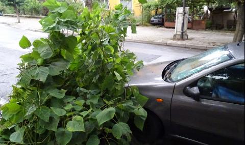 Дърво падна върху кола в Стара Загора - 1