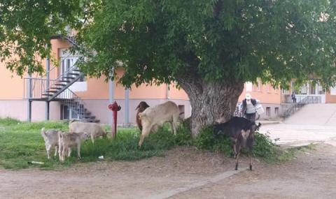 Кози пасат в двора на болницата по време на карантина в Бяла Слатина - 1