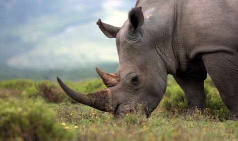231 носорога са убити от бракониери в Южна Африка през първите шест месеца на тази година - 1