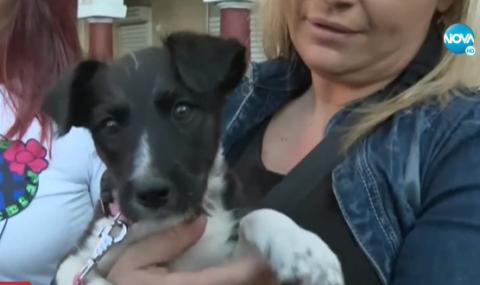 Цигани хвърлят живи кучета от сграда в София - 1