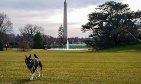 Зло куче в Белия дом! Домашният любимец на Джо Байдън отново ухапа човек  - 1