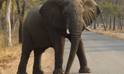 Германски ловец уби най-големият слон, виждан от десетилетия в Зимбабве - 1