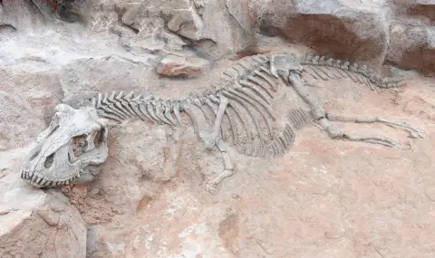 Отриха нов вид динозавър в Китай (СНИМКИ) - 1