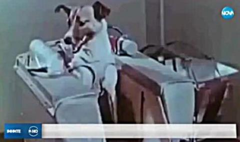 4 ноември 1957 г.  Кучето Лайка покорява Космоса - 1