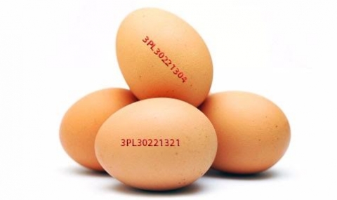 Изтеглиха кокошите яйца със съмнение за салмонела - 1