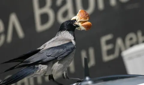 Българите изхвърлят над 614 милиона килограма храна на година - 1