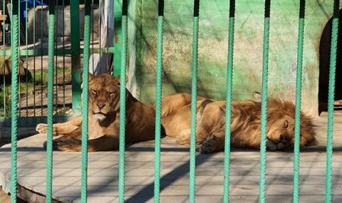 Лъвовете в Разград минават на специална диета - 1