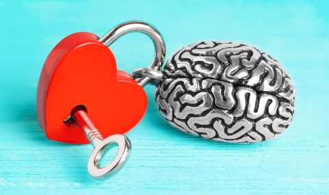 Учени разкриха, че любовта се заражда не в сърцето, а в мозъка - 1