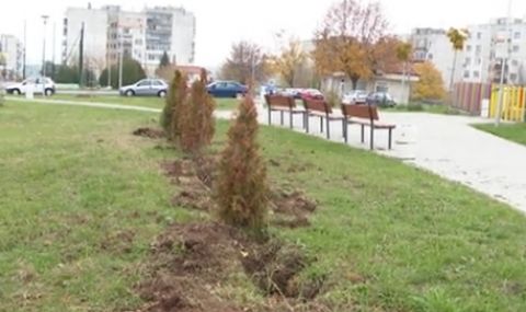 Изсъхнаха стотици дръвчета в Разград – засадили ги със саксиите по европроект за 5,5 млн. лв. - 1