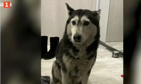 Прокуратурата разследва случая с прегазеното куче в София - 1