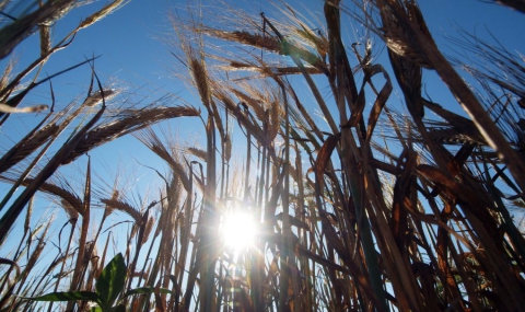 Пшеница, слънчоглед и царевица с рекорден скок в края на 2012 г. - 1