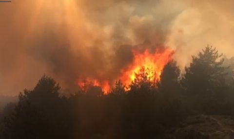 Ограничиха огъня от горския пожар край Елешница - 1