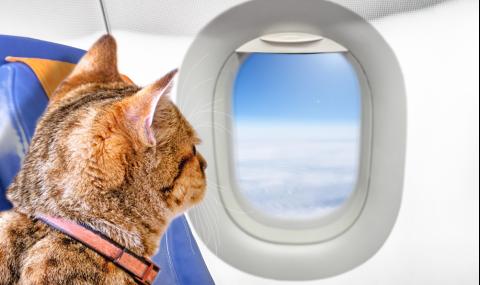 Стопани си платиха солено, за да приберат животните си със самолет у дома - 1