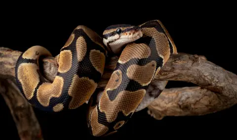 Oтнеха защитени видове змии, отглеждани незаконно в частен дом - 1