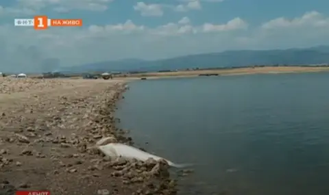 Рибата в язовир "Пясъчник" масово измира заради ниското ниво на водата - 1