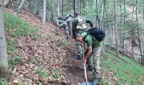 Нова гора над Югово: Започна залесяването на обгорените площи в Родопите