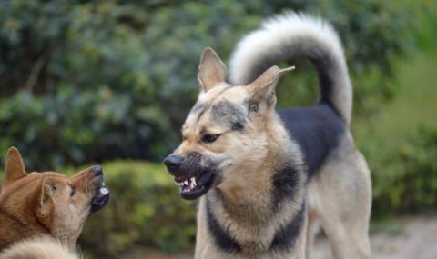 Българи организират международна мрежа за кучешки боеве - 1