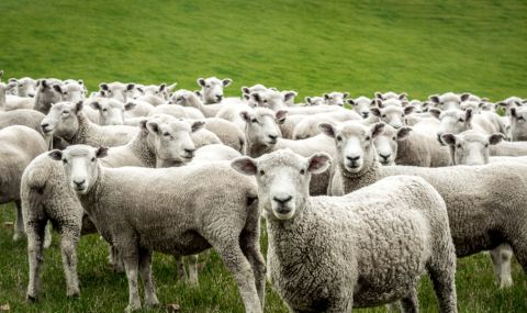 Стадо овце изяде около 100 кг канабис в Гърция - 1