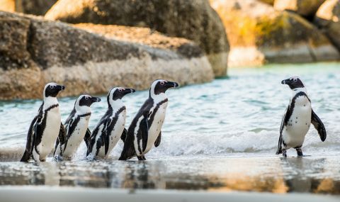 Шум от кораби застрашава африкански пингвини в РЮА - 1