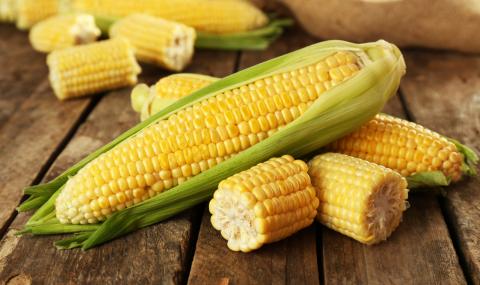 Брюксел разреши 4 ГМО царевици - 1