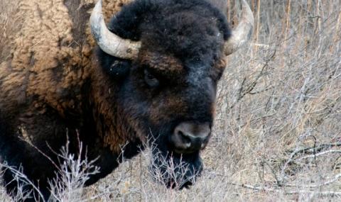 Идиот реши да дразни бизон и... (ВИДЕО) - 1