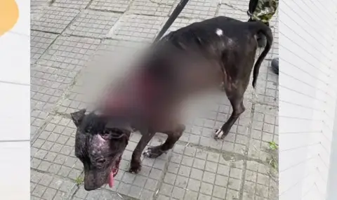 Мъж преби кучето си на улицата в Пловдив - 1