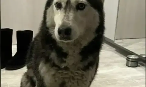 ВМА отстранява от работа лекаря, прегазил кучето Мая в столичния квартал "Разсадника" - 1