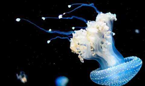 Учени откриха най-дълбоката екосистема на Земята на дъното на Тихия океан - 1