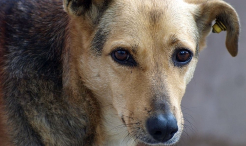 520 кучета ловят в София за месец, пускат 400 - 1