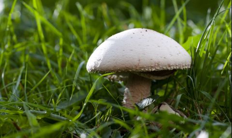 Печурките – природните пробиотици и антидепресанти - 1