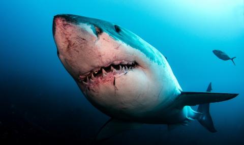 Някой избива големите бели акули… и това не са хората (ВИДЕО) - 1