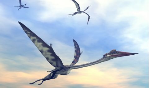 Откриха гробище на птерозаври в Атакама - 1