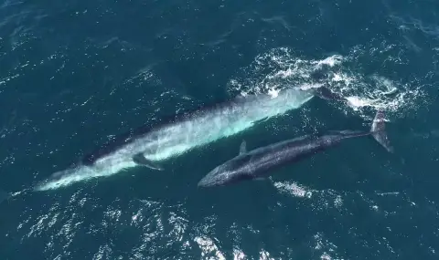 Bryde's whales made the eerie sounds at the bottom of the Pacific Ocean  - 1