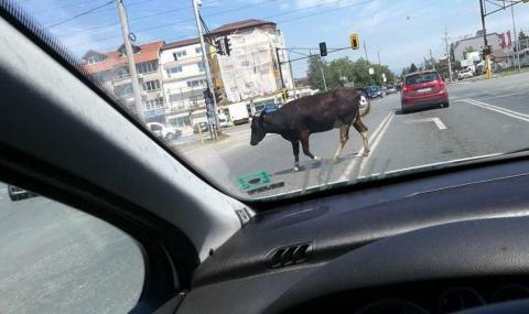 Крави се разхождат в София - 1