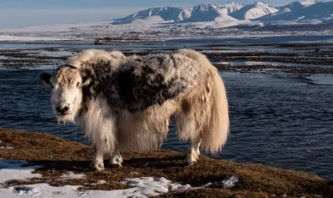 В Сибир откриха неизвестен бозайник от ледниковия период