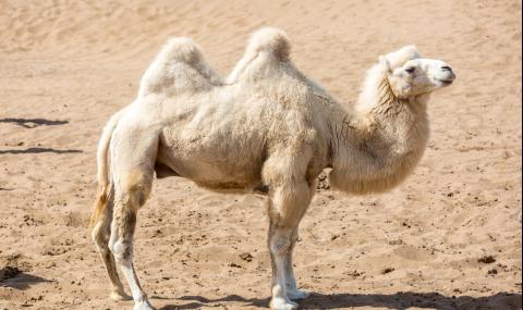 Заснеха рядка бяла камила в Китай (ВИДЕО) - 1