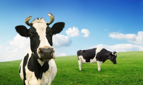 Млякото от щастливи крави е с повече калций - 1