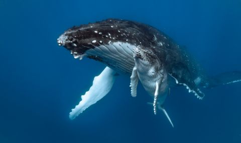 Откриха нова популация китове с помощта на микрофони за ядрени оръжия - 1